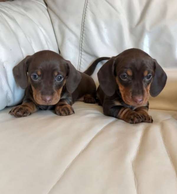Dachshund salchichas