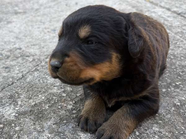 Cachorros Rottweiler 