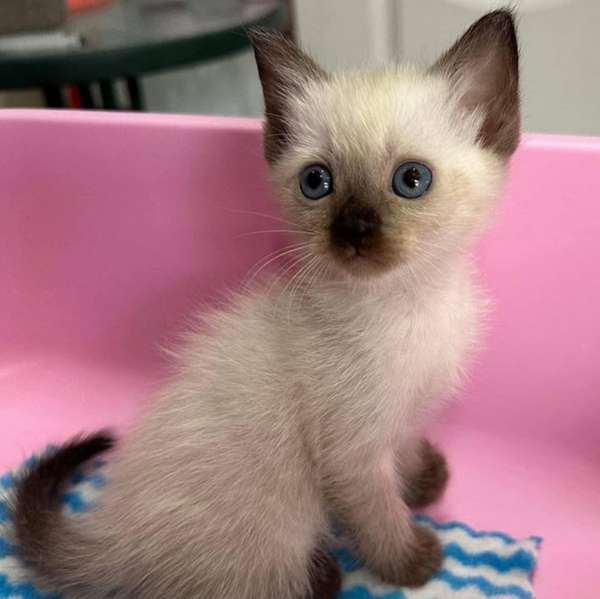 Gatitos siamés