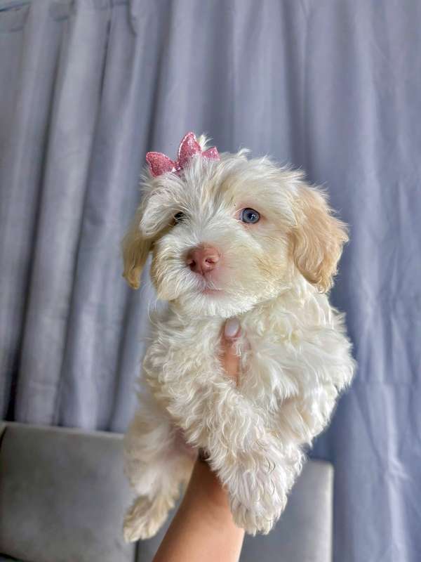Preciosas french poodle mini 