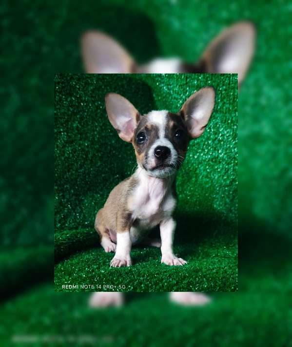 Chihuahua hembras y machos