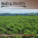We sell 115 apples located Carretera Masachapa - Managua EMC
