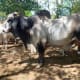 Vendo toro gris brahmán puro excelente para cría