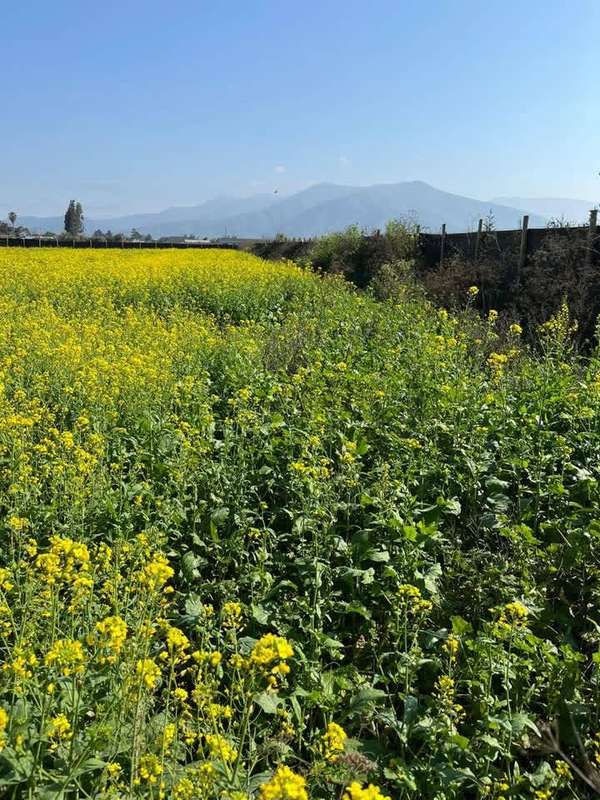 Lotes y Terrenos en Quillota | venta | SE VENDE PARCELA DE 5000M2, LOS ...