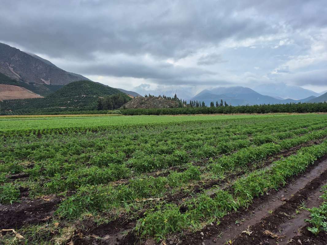 Lotes y Terrenos en Llaillay | venta | VENTA AGRÍCOLA LLAY LLAY: CLP ...
