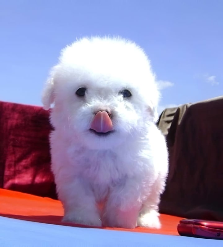 Mascoticas Albinos French Poodle