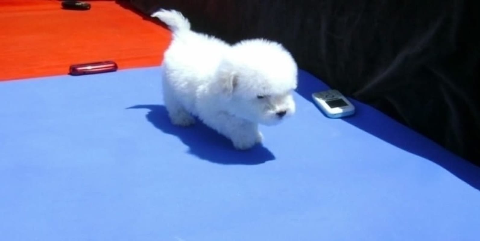 Mini Toy Cachorros French Poodle De