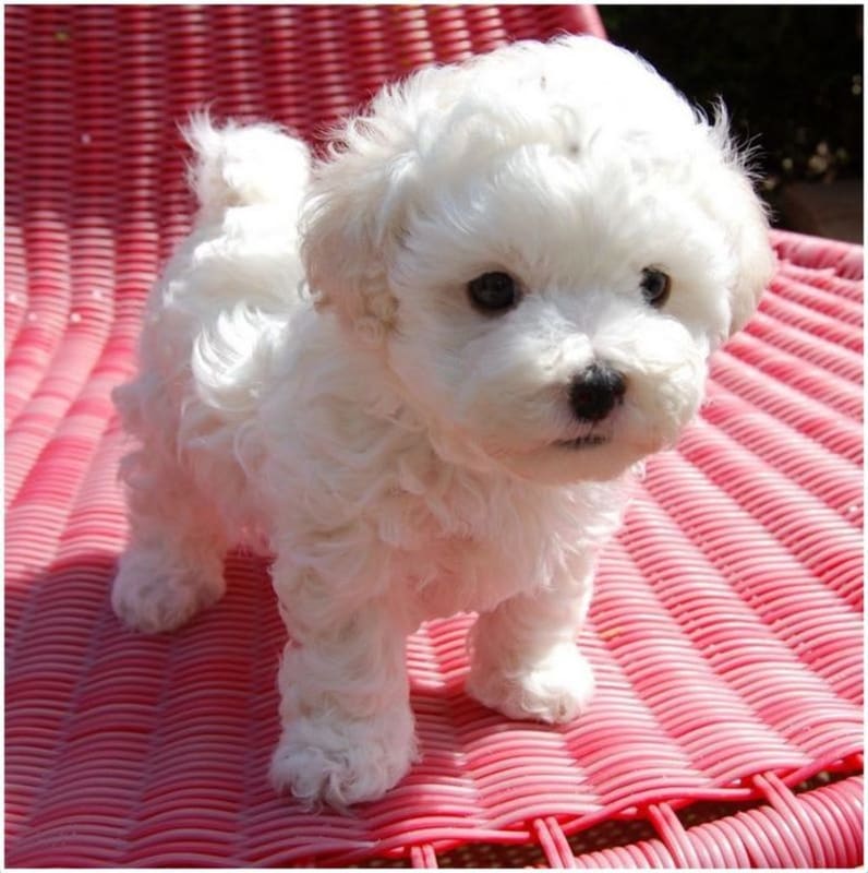 Style Canino - French poodle con mini toy