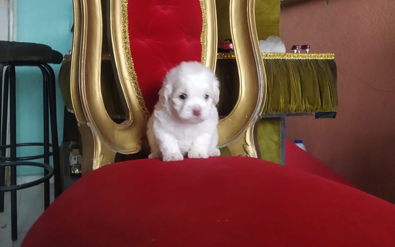 French Poodle Minitoy Mini Blancos