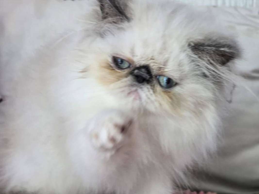 Cats | Persa Himalaya hembra - Colombia, image size:1067x800