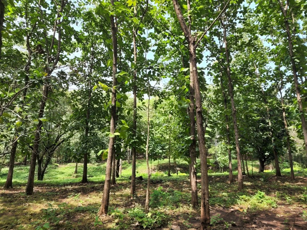 VENTA DE FINCA REFORESTADA  EN OROTINA INVIERTA SOSTENIBLE