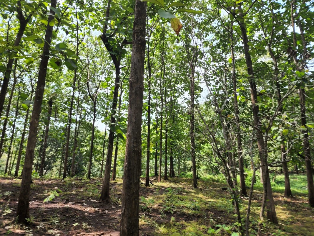 VENTA DE FINCA REFORESTADA  EN OROTINA INVIERTA SOSTENIBLE