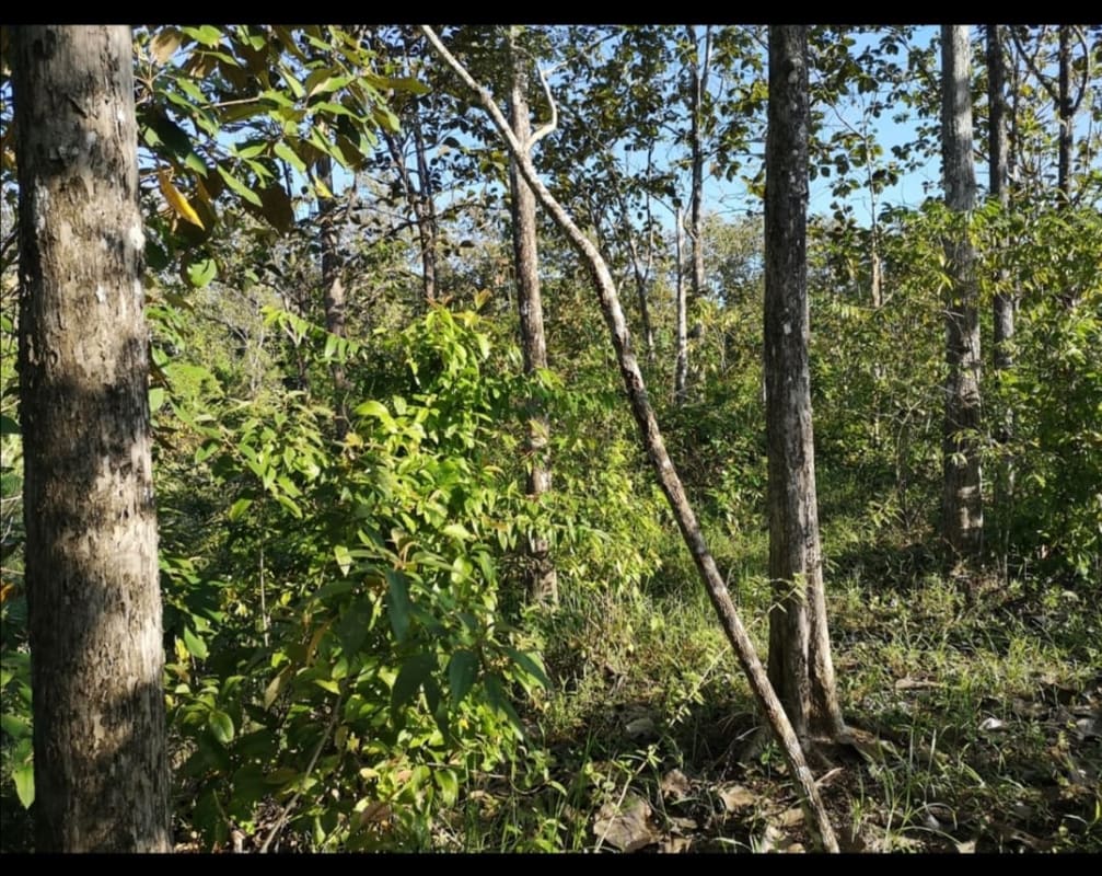 Land in Puntarenas For Sale South Zone 61 Hect reas MR362