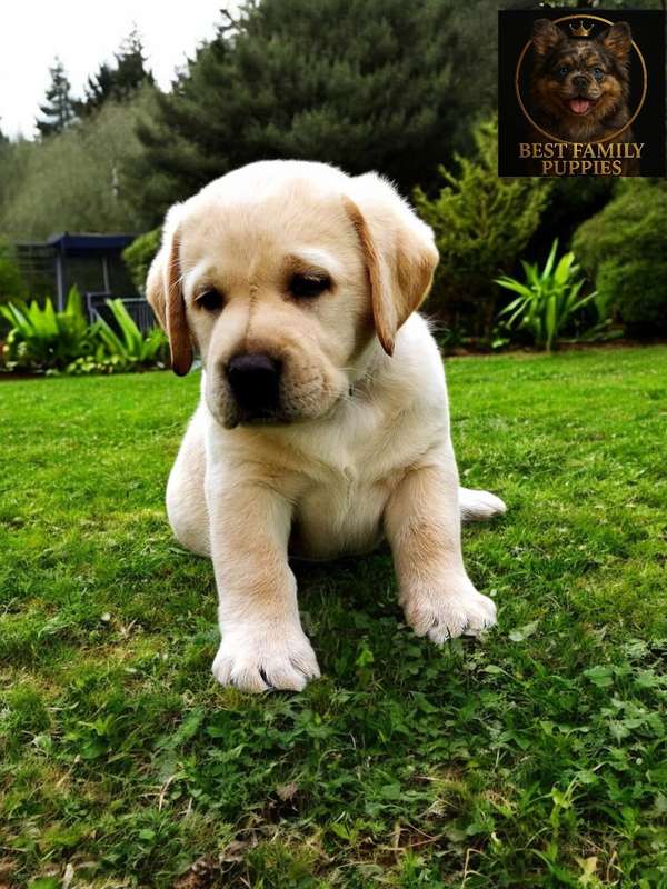 Dogs | Labrador Retriever Beige - Certificados, Kit y (Vet x 2 meses ...