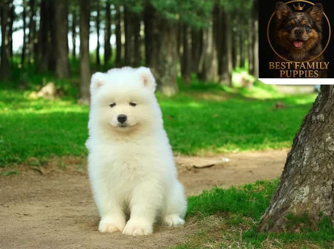 Samoyedo - Certificados, Kit y (Vet x 2 meses) | Barva