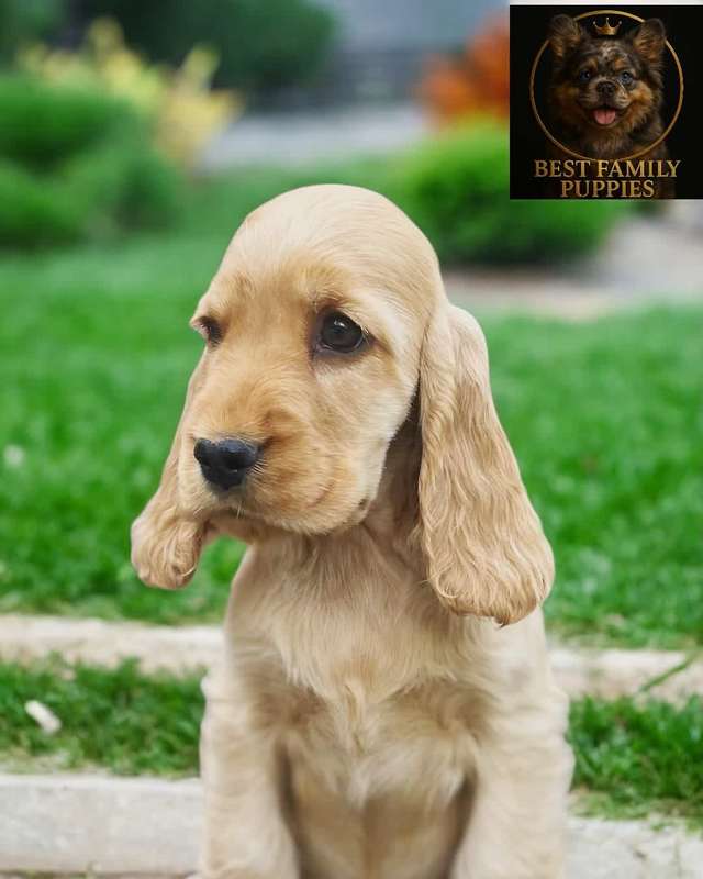 Dogs | Cocker Spaniel Inglés – Entrega GRATIS GAM + Vet 24/7 Incluido ...