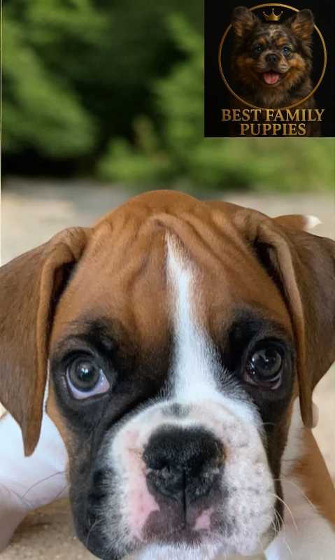 Dogs Boxer Marron – Entrega GRATIS GAM Vet 24/7 Incluido