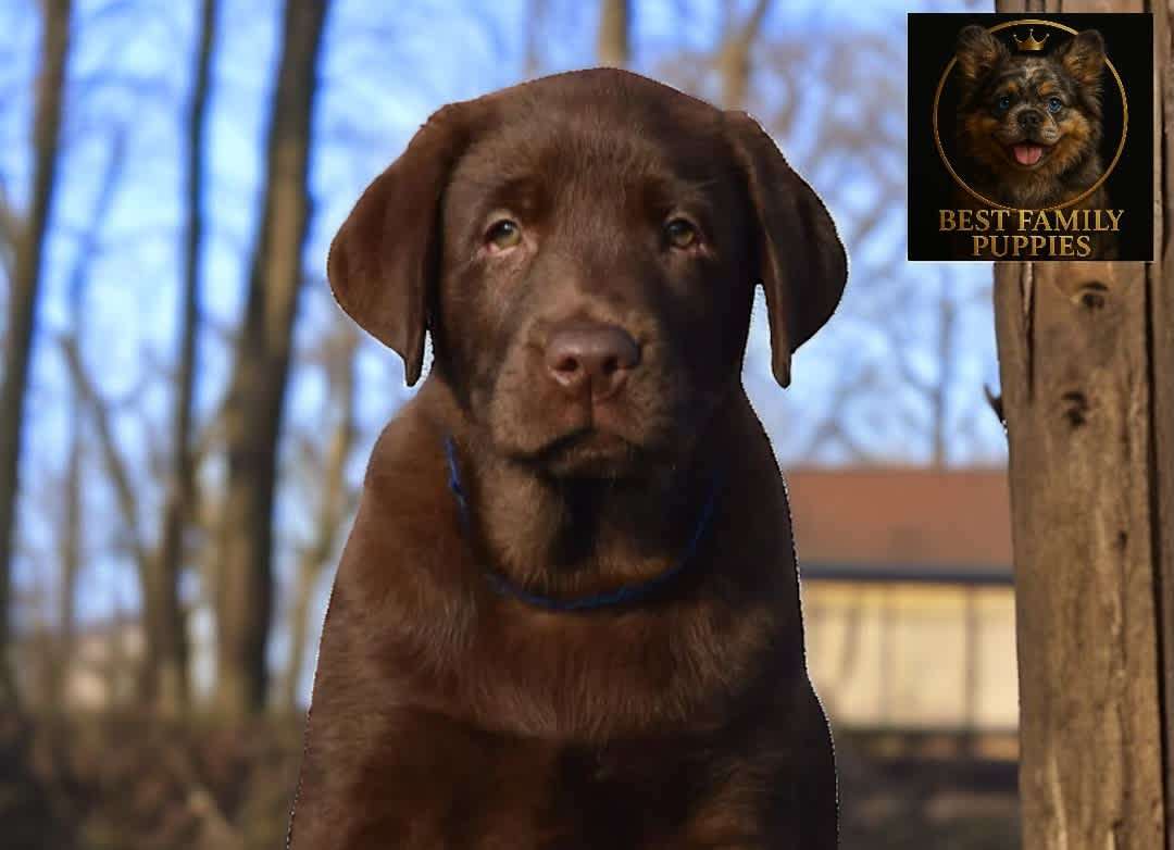 Labrador Retriever Chocolate – Entrega GRATIS GAM + Vet 24/7 Incluido ...