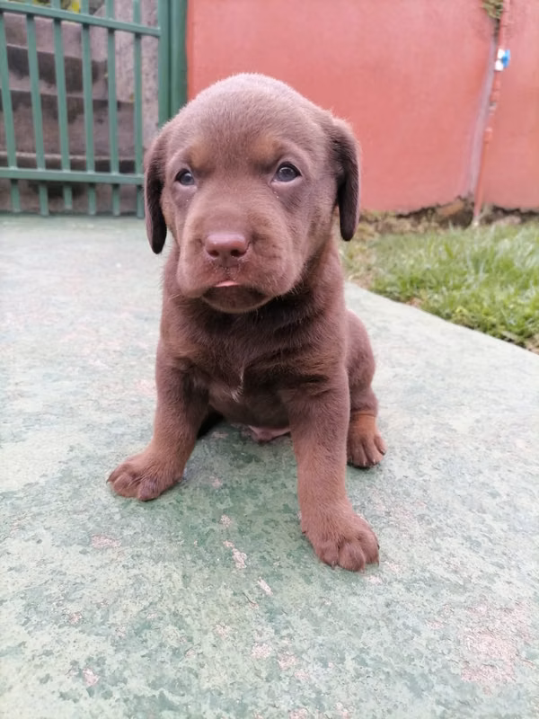 LABRADOR RETRIVER CHOCOLATE HEMBRA/MACHO 18 DE DICIEMBRE 2025 ...