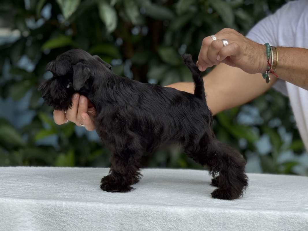 Schnauzer miniatura en sus 4 variedades líneas exclusivas en CR | Río Oro, image size:1067x800