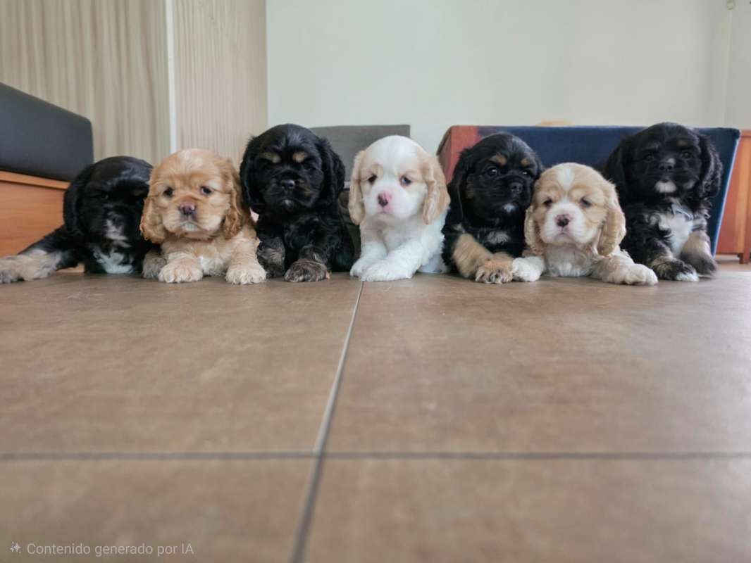 Dogs | Cocker Spaniel Americano - Costa Rica