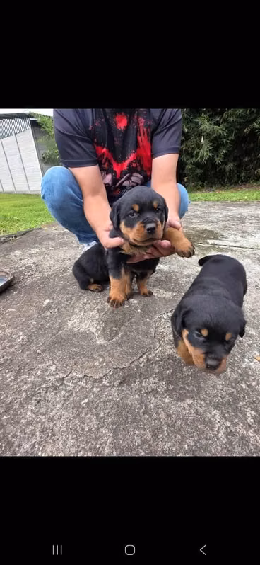 ROTTWEILER | Santo Domingo