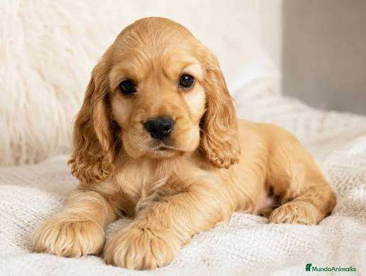 Cocker spaniel inglés MACHO/HEMBRA 2 MESES 27 OCTUBRE 2026 | Barrio ...
