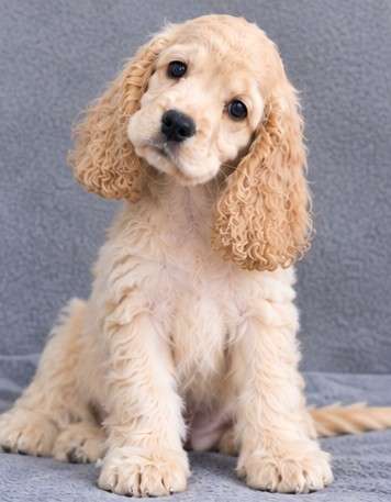Cocker spaniel | Carrizal