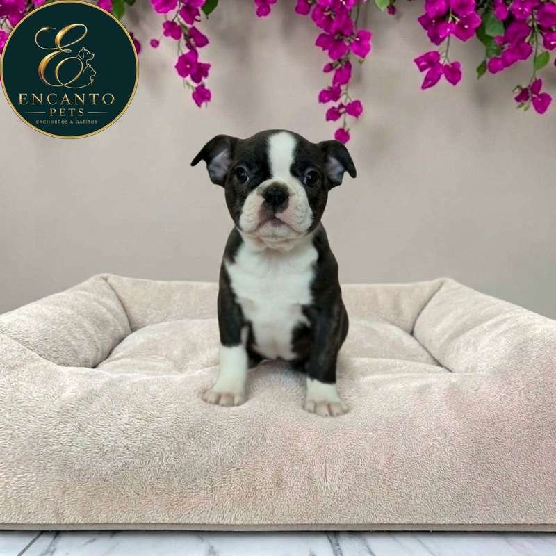 Cachorro BOSTON TERRIER disponible | Escazú