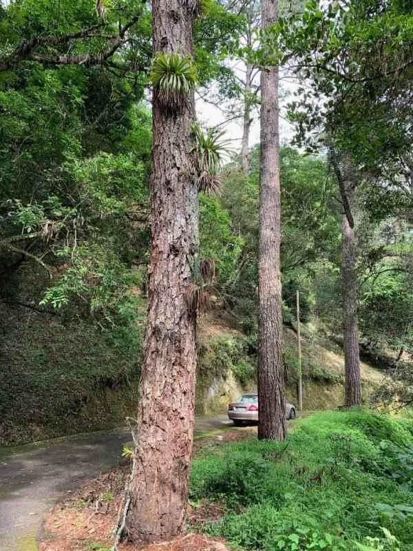 Lotes y Terrenos Carretera a El Salvador | venta | Terreno Inclinado en venta Cipreses Muxbal : USD 