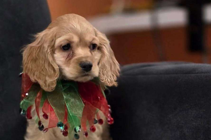 Hermosos Cocker Spaniel | Zona 11