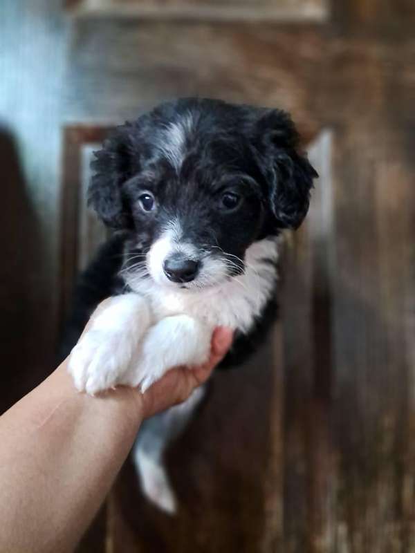 Cocker spaniel con french | Zona 7