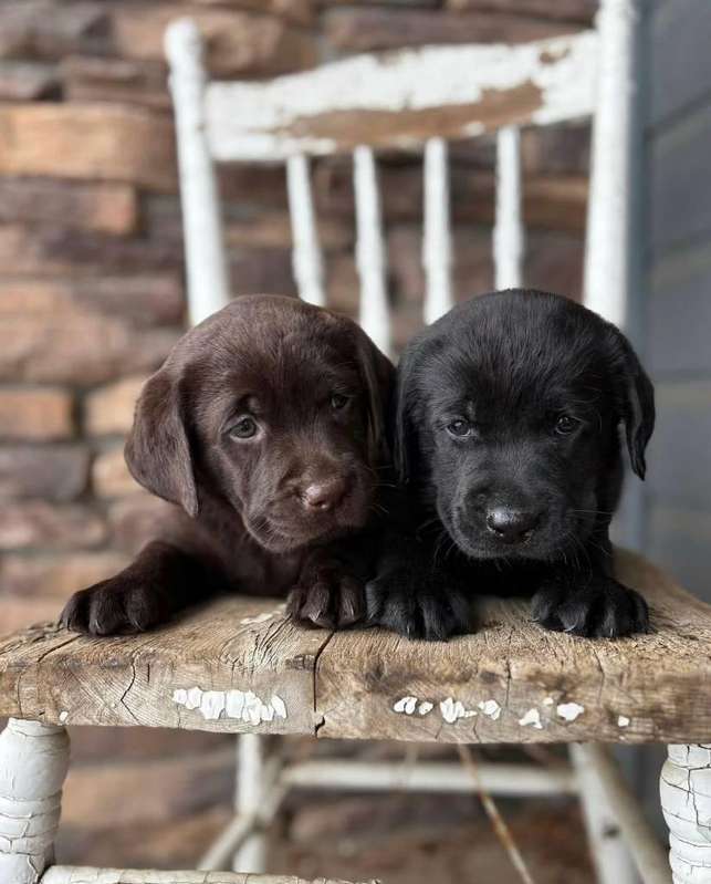 Labrador Retriever | Guatemala