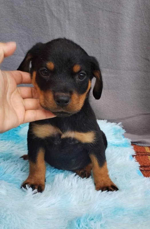 Rottweiller | Distrito Central