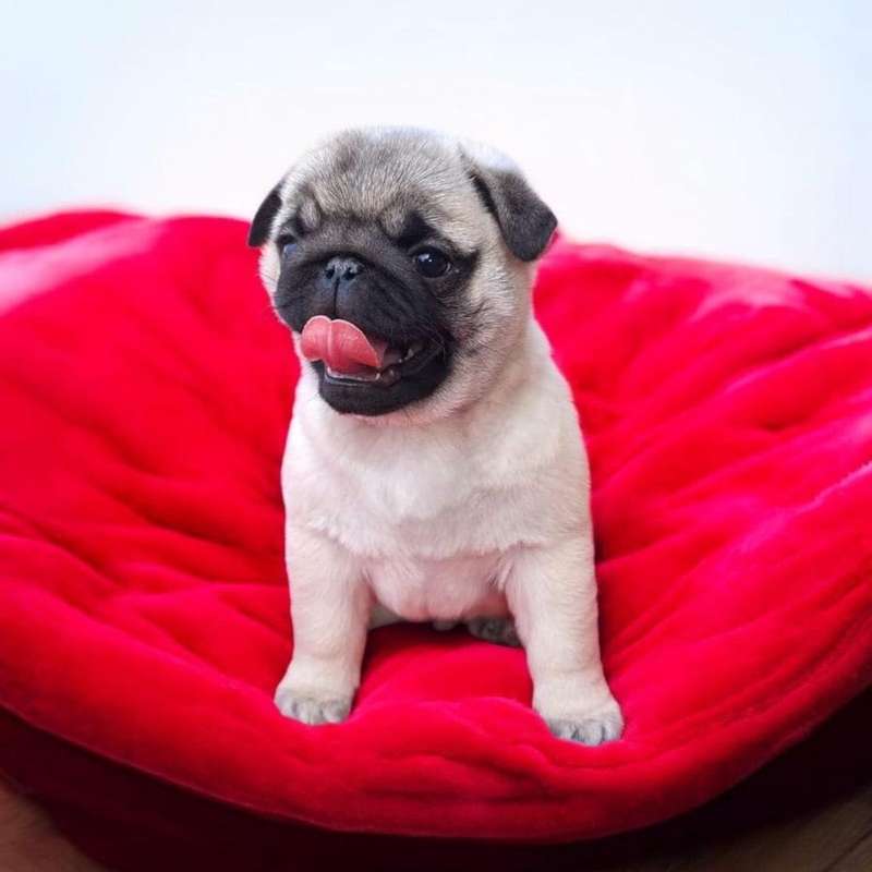 Pug | Managua