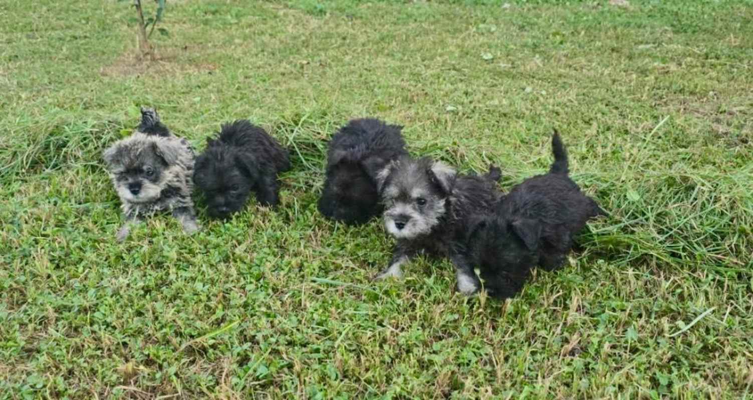 schnauzer miniatura | Chitre, image size:1503x800