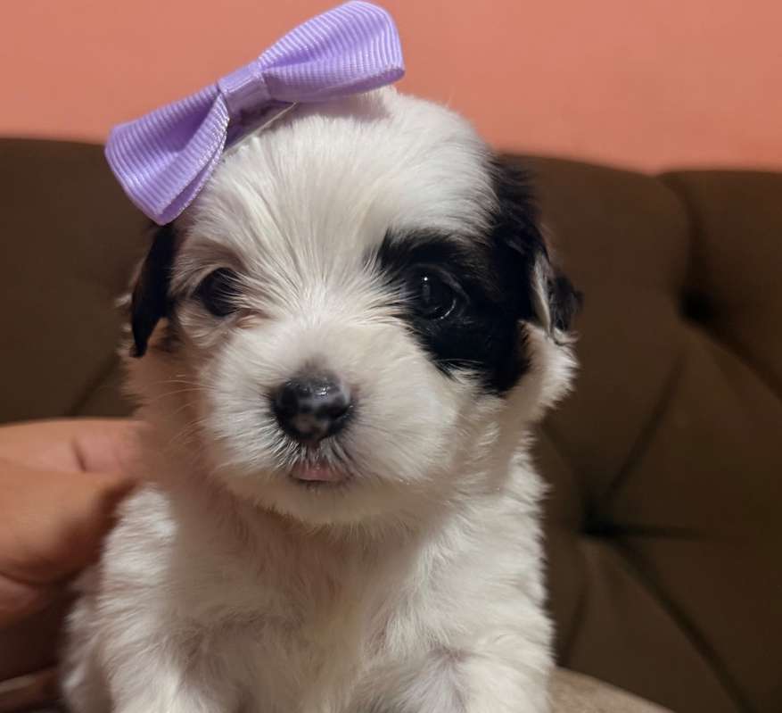 Hermosa hembra maltipoo mini con su tarjeta | Ciudad de Panamá