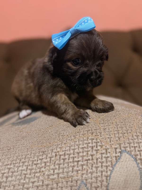Hermosa hembra maltipoo mini con su tarjeta | Panamá Provincia