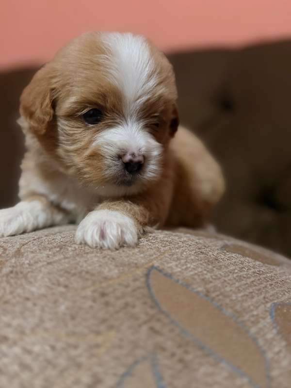Hermoso macho maltipoo mini apricot con su tarjeta | Ciudad de Panamá