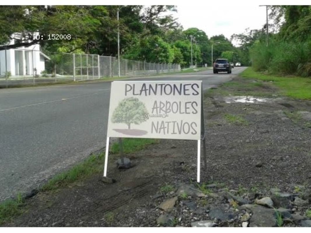 Plantones de arboles nativos | Pedregal