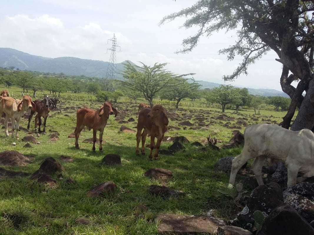 VENTA  TERRENO 136 MANZANAS BELEN GUIJAT METAPAN SANTA ANA