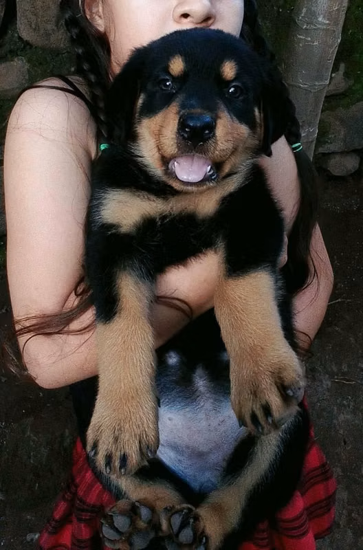Bonita Rottweiler | San Miguel