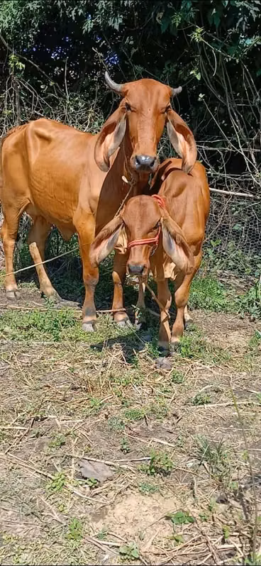 Vaca parida | La Paz