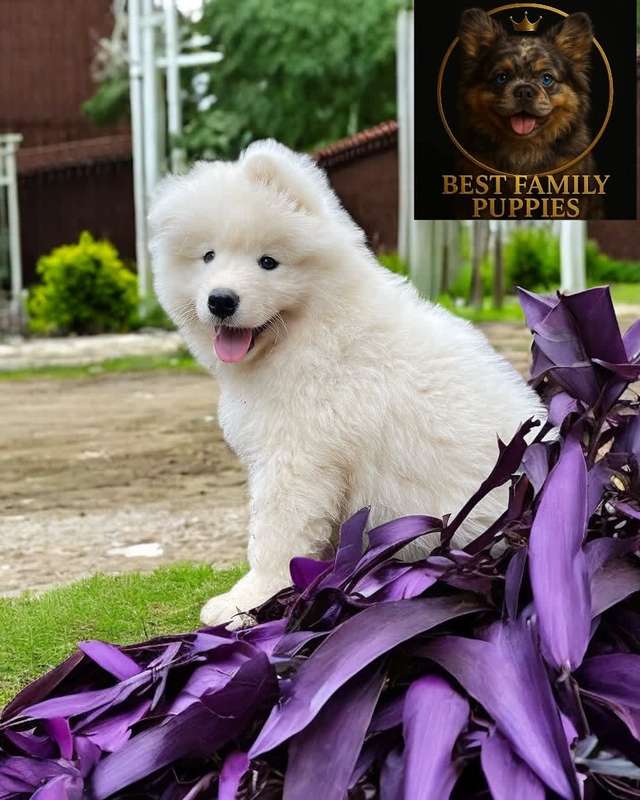 Samoyedo - Certificados, Kit y (Vet x 2 meses) | San Salvador