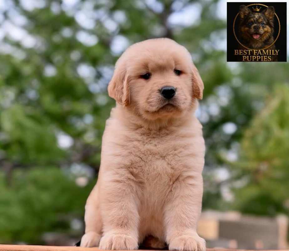 Dogs Golden Retriever Certificados, Kit y (Vet x meses) El