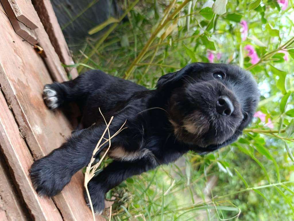 Cocker Spaniel | Santa Ana