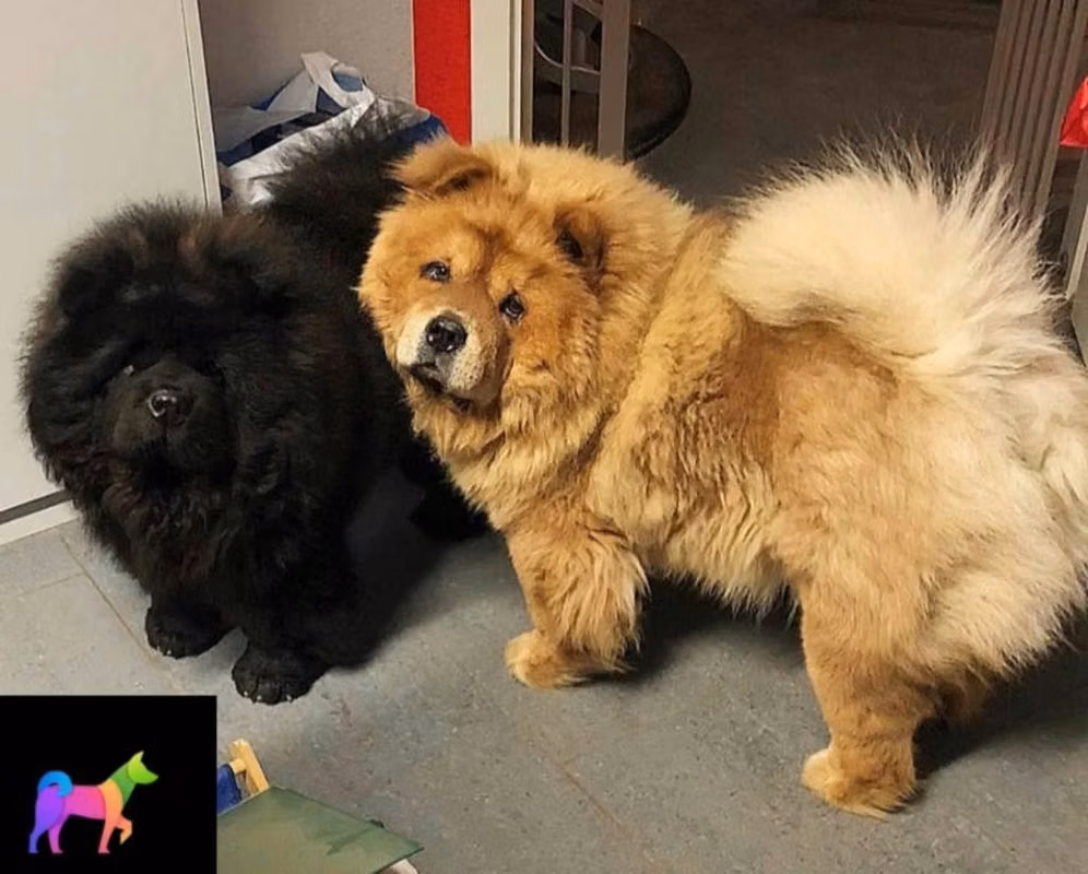 Chow Chow cachorros | San Salvador