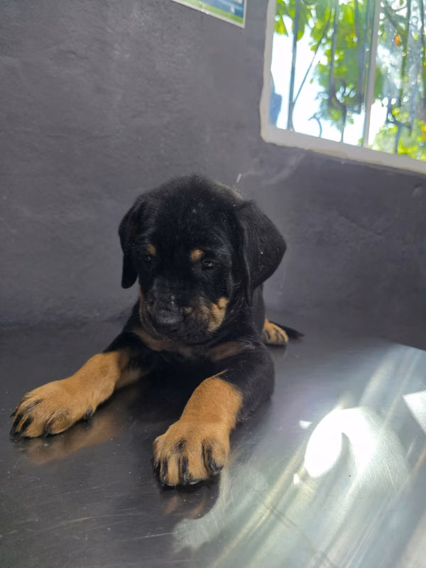 Rottweiler | Usulután