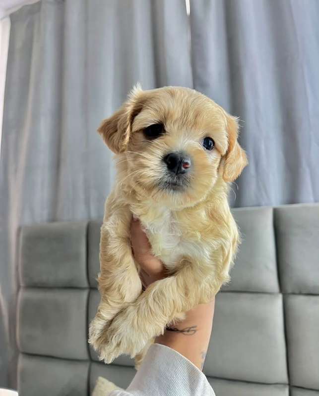 Preciosa mini poodle | Antiguo Cuscatlán