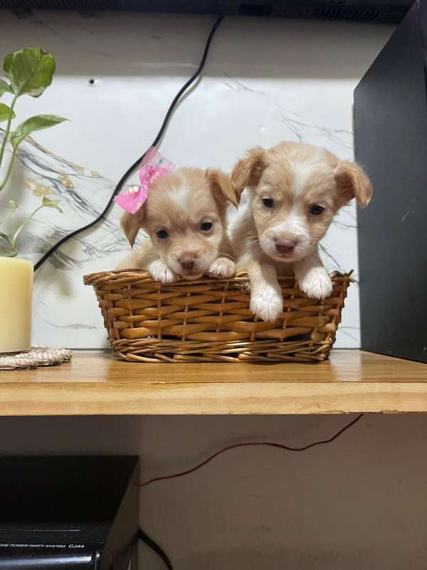 Pareja de French mini | San Salvador